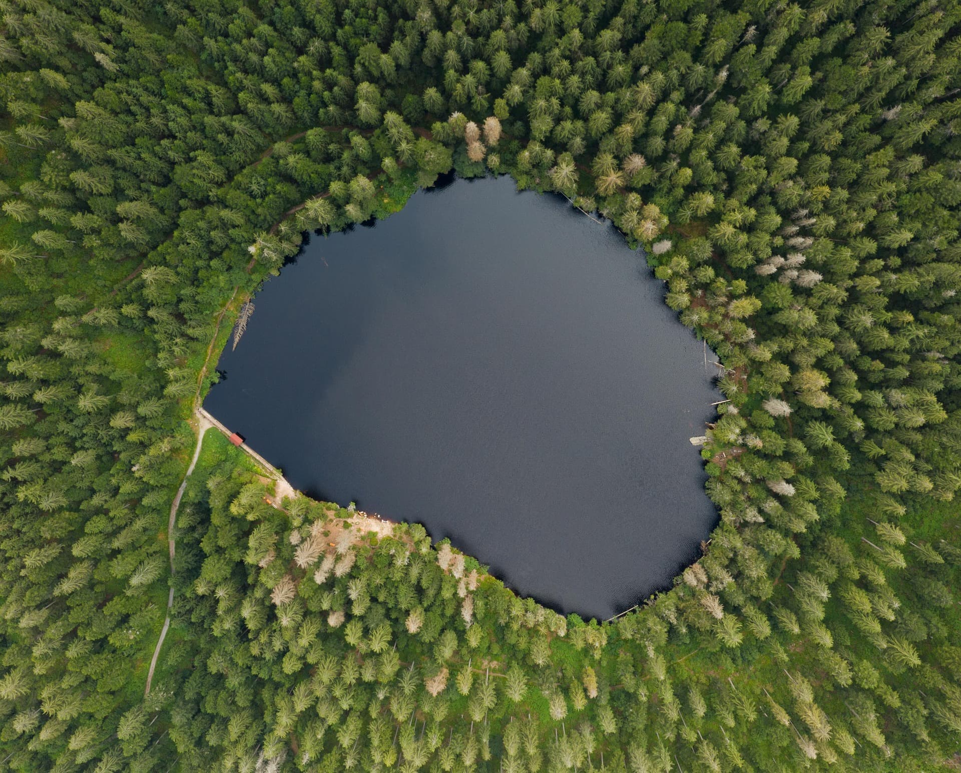 Wald mit vielen Bäumen, in der Mitte ein blauer, klarer See.